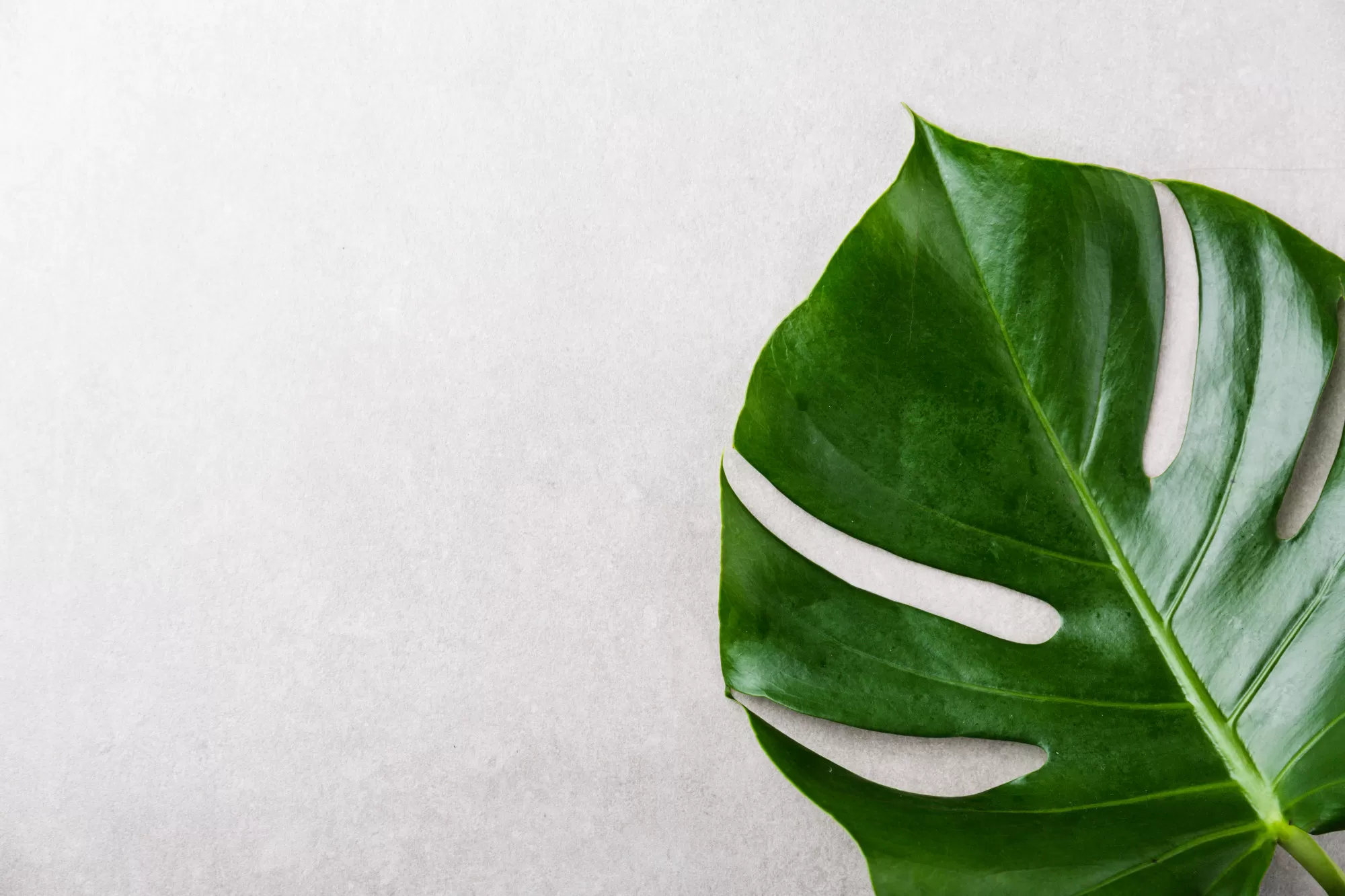 Texturas naturais: transformando sua decoração